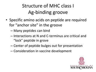Structure of MHC class I
Ag-binding groove
• Specific amino acids on peptide are required
for “anchor site” in the groove
– Many peptides can bind
– Interactions at N and C-terminus are critical and
“lock” peptide in grove
– Center of peptide bulges out for presentation
– Consideration in vaccine development
 