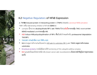 2. TNFα-induced protein 3 interacting protein 1 (TNIP1) สงผลตอ canonical NFkB activation
TNIP1 (หรือ A20-binding inhibitor of NF-kB (ABIN)-1)
• complex นี้สามารถ deubiquitinate RIP-1 และ TRAF6 ซึ่งชวยยับยั้งการกระตุน TAK1 ตลอดจนการหา
NEMO-mediated และการกระตุน IKK
• A20 induce K48-polyubiquitination of RIP-1 ซึ่งเปนตัวกําหนดสําหรับ proteasomal degradation
TAX1BP1
• TAX1BP1 ทําหนาที่หา Itch ใหกับ A20
• Itch ควบคุมการทํางานรวมกันระหวาง A20 และ its substrates RIP-1 และ TRAF6 หยุดการทํางานของ
substrates
• Knockout proteins ขาดไมไดเพราะใช functioning of this ubiquitin-editing complex
• Itch ถูกแสดงในมะเร็งหลายชนิด เชน breast cancer และ neuroblastoma มีบทบาทสําคัญในการลุกลามของ
มะเร็ง
4.2 Negative Regulators of NFkB Expression
 