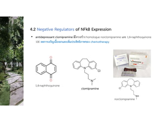 • antidepressant clomipramine มีโครงสราง homologue norclomipramine และ 1,4-naphthoquinone
10E ลดการเจริญเนื้องอกและเพิ่มประสิทธิภาพของ chemotherapy
4.2 Negative Regulators of NFkB Expression
1,4-naphthoquinone
clomipramine
norclomipramine
 
