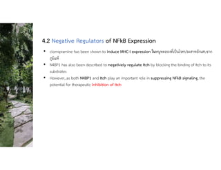 • clomipramine has been shown to induce MHC-I expression ในหนูทดลองที่เปนโรคประสาทอักเสบจาก
ภูมิแพ
• N4BP1 has also been described to negatively regulate Itch by blocking the binding of Itch to its
substrates
• However, as both N4BP1 and Itch play an important role in suppressing NFkB signaling, the
potential for therapeutic inhibition of Itch
4.2 Negative Regulators of NFkB Expression
 