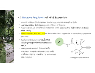 • aspecific inhibitors เปนพิษรุนแรงและ simultaneous targeting of beneficial DUBs.
• cyanopyrrolidine derivates as specific inhibitors of Cezanne-1
• Cezanne-1 และ A20 มีความคลายคลึงกันของลําดับ อาจพบ cross-reactive DUB inhibitors to boost
NFkB activity
• miRs, Cezanne-1, A20, and CYLD are described in tumor suppressive as well as tumor progressive
processes
4.2 Negative Regulators of NFkB Expression
cyanopyrrolidine derivates
A
• โปรตีนหลายชนิดมีบทบาทในการยับยั้ง NFkB
signaling นําไปสูการขัดขวางการแสดงออกของ
MHC-I
• NFkB pathway ของมะเร็ง มีบทบาทสําคัญใน
กระบวนการ tumor-promoting processes รวมถึง
การอักเสบ การรุกราน การแพรกระจาย, angiogenesis
และ metastasis
 