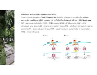 • Interferon (IFN)-induced expression of MHC-I.
• Transcriptional activation of MHC-I heavy chain, but also other genes encoding for antigen
processing machinery (APM) proteins สามารถเริ่มตนไดโดยทั้ง type II (A) และ I (B) IFN pathway.
• GAS = gamma-activated site; IFNAR = IFNα receptor; IFNGR = IFNγ receptor; ISGF3 = IFN-
stimulated gene factor 3; IRF = interferon regulatory factor; ISRE = interferon-stimulated response
element; JAK = Janus Activated Kinase; STAT = signal transducer and activator of transcription;
TYK2 = tyrosine kinase 2
 
