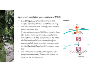 Interferon-mediated upregulation of MHC-I
• type II IFN pathway ถูกกระตุนโดยการกระตุน IFNG
receptor (consisting of IFNGR1 and IFNGR2) โดย IFNγ
• เกิดการจับ, phosphorylation และกระตุน Janus Activated
Kinase (JAK) 1 และ JAK2
• The intracellular domain of IFNGR1 ถูก phosphorylated
สราง docking site for signal transducer และตัวกระตุน
transcription (STAT)1 ซึ่งถูก phosphorylated โดย JAK1/2
สรางโฮโมไดเมอร และยายไปยัง นิวเคลียสเพื่อกระตุนการ
แสดงออกของยีนเปาหมายผานการจับกับ gamma-activated
site (GAS) ในบริเวณโปรโมเตอรของ IFN-stimulated genes
(ISG)
• One of the genes induced by STAT1 signaling is the
transcription factor IRF1 ซึ่งจะสามารถจับกับ ISRE site
present in the MHC-I promoter
 