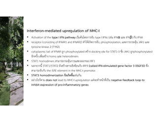 Interferon-mediated upregulation of MHC-I
• Activation of the type I IFN pathway เริ่มตนโดยการจับ type I IFNs (เชน IFNα และ IFNβ) กับ IFNA
• receptor (consisting of IFNAR1 and IFNAR2) ทําใหเกิดการจับ, phosphorylation, และการกระตุน JAK1 และ
tyrosine kinase 2 (TYK2).
• cytoplasmic tail of IFNAR ถูก phosphorylated สราง docking site for STAT1-3 ซึ่ง JAK1 ถูกphosphorylated
อีกครั้ง เพื่อสราง homo และ heterodimers
• STAT1 homodimers สามารถกระตุนการแสดงออกของ IRF1
• นอกจากนี้ STAT1/STAT2 ยังสรางสารเชิงซอนกับ IRF9 (called IFN-stimulated gene factor 3 (ISGF3)) ซึ่ง
สามารถจับกับ the ISRE element in the MHC-I promotor.
• STAT3 homodimerization จึงเกิดขึ้นเชนกัน
• อยางไรก็ตาม does not lead to MHC-I upregulation แตจะทําหนาที่เปน negative feedback loop to
inhibit expression of pro-inflammatory genes
 