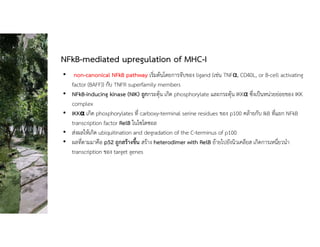 • non-canonical NFkB pathway เริ่มตนโดยการจับของ ligand (เชน TNFα, CD40L, or B-cell activating
factor (BAFF)) กับ TNFR superfamily members
• NFkB-inducing kinase (NIK) ถูกกระตุน เกิด phosphorylate และกระตุน IKKα ซึ่งเปนหนวยยอยของ IKK
complex
• IKKα เกิด phosphorylates ที่ carboxy-terminal serine residues ของ p100 คลายกับ IkB ที่แยก NFkB
transcription factor RelB ในไซโตซอล
• สงผลใหเกิด ubiquitination and degradation of the C-terminus of p100
• ผลที่ตามมาคือ p52 ถูกสรางขึ้น สราง heterodimer with RelB ยายไปยังนิวเคลียส เกิดการเหนี่ยวนํา
transcription ของ target genes
NFkB-mediated upregulation of MHC-I
 