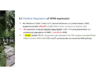 • HIV infections in CD4+ T-cells รวมกับ calcium/calcineurin และ protein kinase C (PKC)
antagonist prostatin เสริมฤทธิ์การกระตุน NFkB (a similar mechanism as betulinic acid)
• เพิ่ม expression of the E3 ubiquitin ligase Nedd4 กระตุนการเกิด polyubiquitination และ
proteasomal degradation of N4BP1 , กดการทํางาน NFkB
• in B-cells Nedd4 เหนี่ยวนํา ubiquitination และ degradation ของ TNF receptor-associated factor
(TRAF) 3 ผานทาง TNFR CD40 ดังนั้นกระตุนทั้ง canonical และ non-canonical NFkB pathway
4.1 Positive Regulators of NFkB expression
 