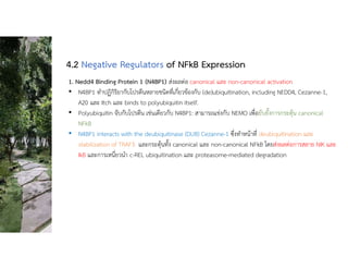1. Nedd4 Binding Protein 1 (N4BP1) สงผลตอ canonical และ non-canonical activation
• N4BP1 ทําปฏิกิริยากับโปรตีนหลายชนิดที่เกี่ยวของกับ (de)ubiquitination, including NEDD4, Cezanne-1,
A20 และ Itch และ binds to polyubiquitin itself.
• Polyubiquitin จับกับโปรตีน เชนเดียวกับ N4BP1: สามารถแขงกับ NEMO เพื่อยับยั้งการกระตุน canonical
NFkB
• N4BP1 interacts with the deubiquitinase (DUB) Cezanne-1 ซึ่งทําหนาที่ deubiquitination และ
stabilization of TRAF3 และกระตุนทั้ง canonical และ non-canonical NFkB โดยสงผลตอการสลาย NIK และ
IkB และการเหนี่ยวนํา c-REL ubiquitination และ proteasome-mediated degradation
4.2 Negative Regulators of NFkB Expression
 