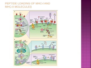 Next Step Mhc Mhc regulation | PPTX