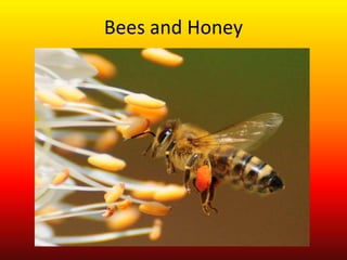 Bees and Honey
 