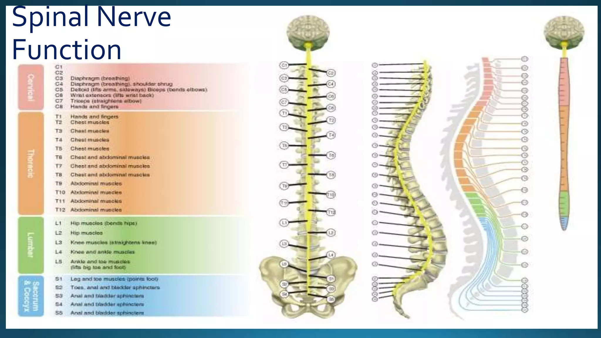 Spinal Nerve
Function
 