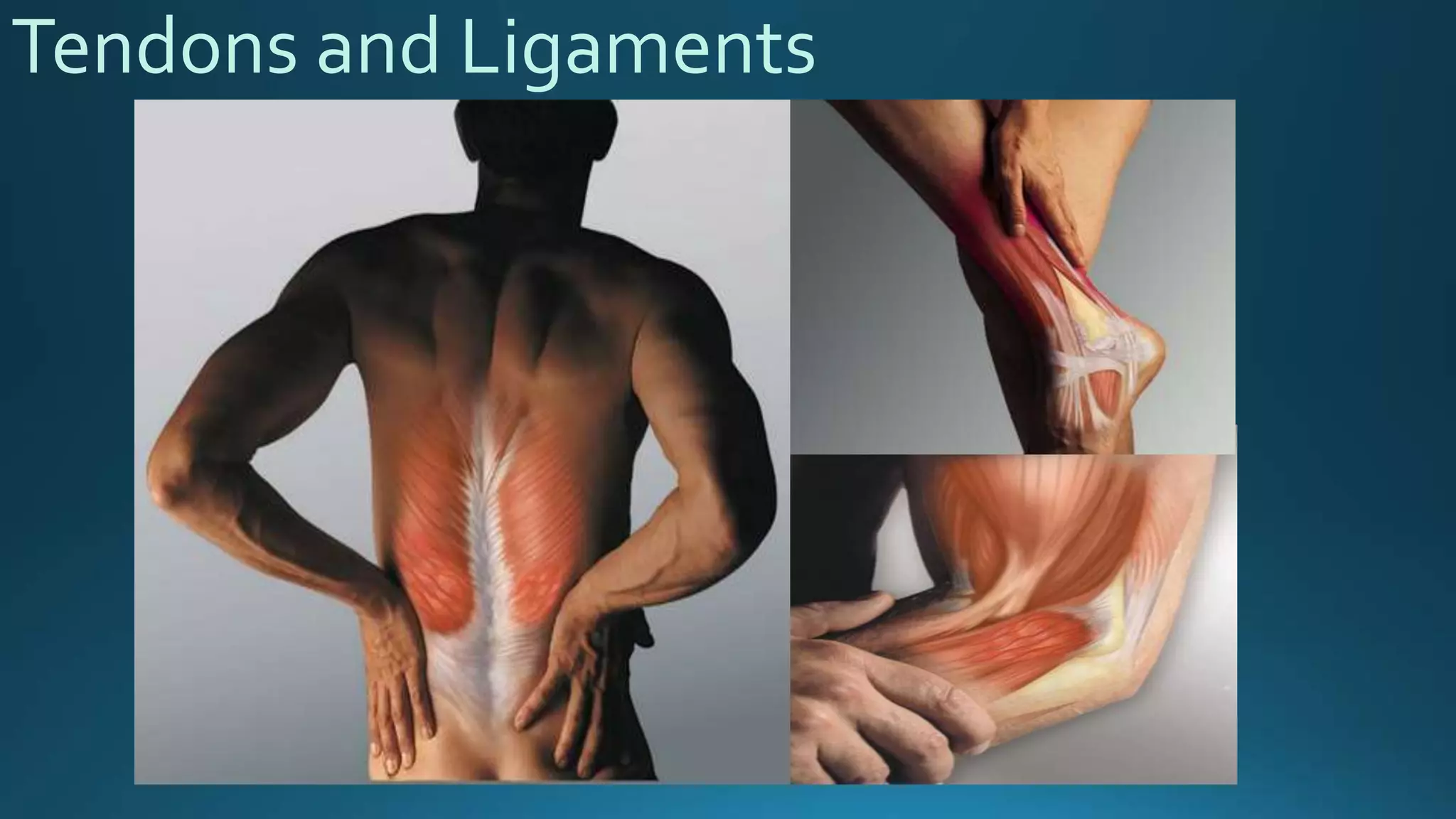 Tendons and Ligaments
 