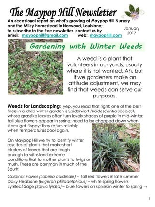 1
January
2017
An occasional report on what’s growing at Maypop Hill Nursery
and the Miley homestead in Norwood, Louisiana;
to subscribe to the free newsletter, contact us by
email: maypophill@gmail.com web: maypophill.com
A weed is a plant that
volunteers in our yards, usually
where it is not wanted. Ah, but
if we gardeners make an
attitude adjustment, we may
find that weeds can serve our
purposes.
Weeds for Landscaping; yep, you read that right; one of the best
fillers in a drab winter garden is Spiderwort (Tradescantia species),
whose grasslike leaves often turn lovely shades of purple in mid-winter;
tall blue flowers appear in spring; need to be chopped down when
stems get floppy; they return reliably
when temperatures cool again.
On Maypop Hill we try to identify winter
rosettes of plants that make short
clusters of leaves that are tough
enough to withstand extreme
conditions that turn other plants to twigs or
mush. These are common in much of the
South:
Cardinal Flower (Lobelia cardinalis) – tall red flowers in late summer
Daisy Fleabane (Erigeron philadelphicus) – white spring flowers
Lyreleaf Sage (Salvia lyrata) – blue flowers on spikes in winter to spring →
 