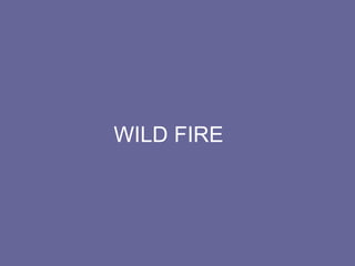 WILD FIRE 