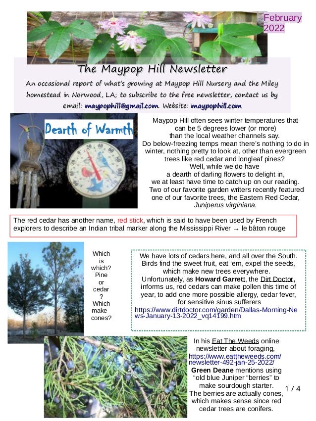 1 / 4
The Maypop Hill Newsletter
The Maypop Hill Newsletter
An occasional report of what’s growing at Maypop Hill Nursery and the Miley
An occasional report of what’s growing at Maypop Hill Nursery and the Miley
homestead in Norwood, LA; to subscribe to the free newsletter, contact us by
homestead in Norwood, LA; to subscribe to the free newsletter, contact us by
email:
email: maypophill@gmail.com
maypophill@gmail.com. Website:
. Website: maypophill.com
maypophill.com
February
2022
Maypop Hill often sees winter temperatures that
can be 5 degrees lower (or more)
than the local weather channels say.
Do below-freezing temps mean there’s nothing to do in
winter, nothing pretty to look at, other than evergreen
trees like red cedar and longleaf pines?
Well, while we do have
a dearth of darling flowers to delight in,
we at least have time to catch up on our reading.
Two of our favorite garden writers recently featured
one of our favorite trees, the Eastern Red Cedar,
Juniperus virginiana.
In his Eat The Weeds online
newsletter about foraging,
https://www.eattheweeds.com/
newsletter-492-jan-25-2022/
Green Deane mentions using
“old blue Juniper “berries” to
make sourdough starter.
The berries are actually cones,
which makes sense since red
cedar trees are conifers.
Dearth of Warmth
We have lots of cedars here, and all over the South.
Birds find the sweet fruit, eat ‘em, expel the seeds,
which make new trees everywhere.
Unfortunately, as Howard Garrett, the Dirt Doctor,
informs us, red cedars can make pollen this time of
year, to add one more possible allergy, cedar fever,
for sensitive sinus sufferers
https://www.dirtdoctor.com/garden/Dallas-Morning-Ne
ws-January-13-2022_vq14199.htm
The red cedar has another name, red stick, which is said to have been used by French
explorers to describe an Indian tribal marker along the Mississippi River → le bâton rouge
Which
is
which?
Pine
or
cedar
?
Which
make
cones?
 