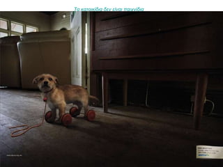 Τα κατοικίδια δεν είναι παιχνίδια   