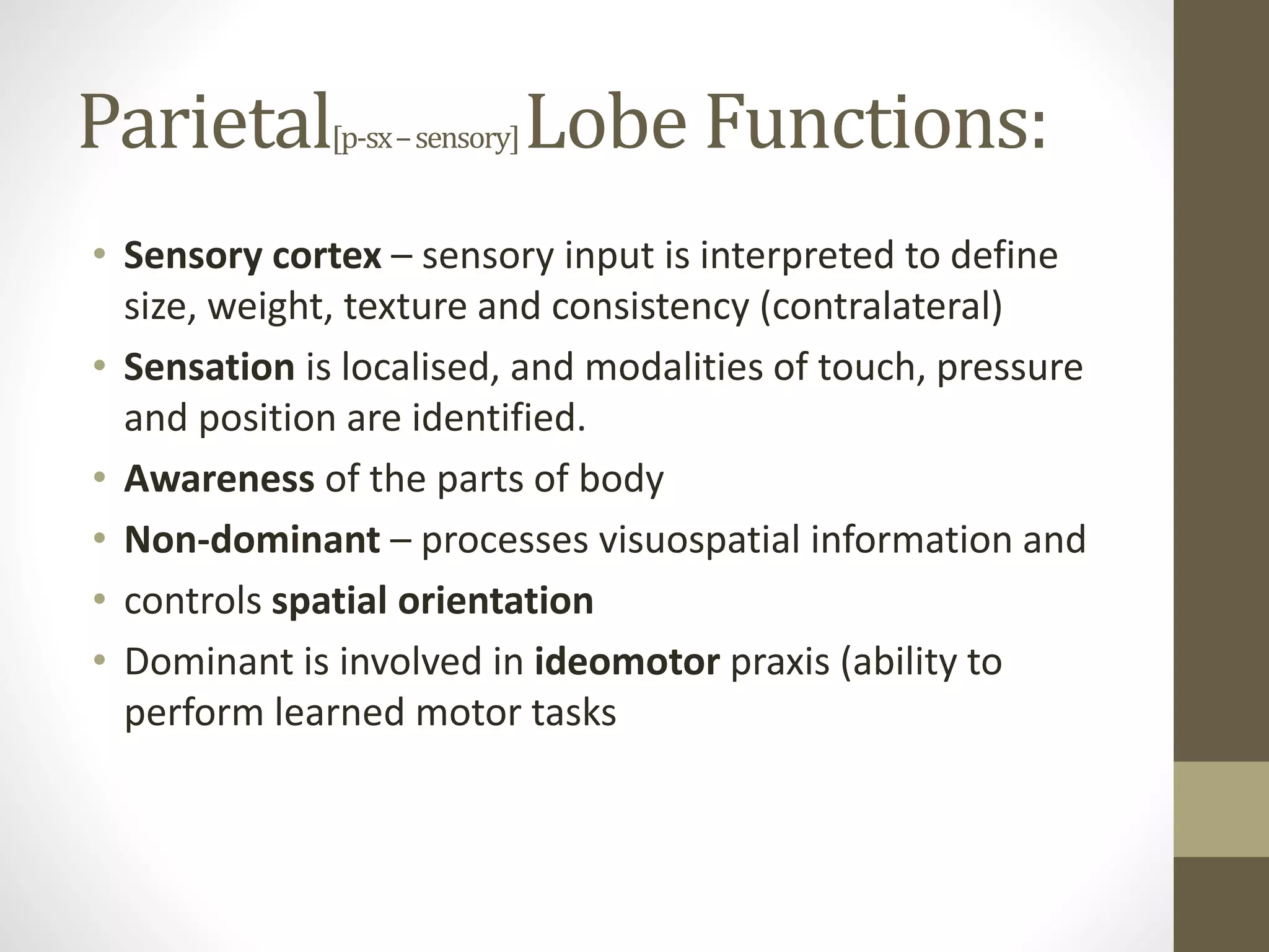 Parietal[p-sx–sensory]Lobe Functions:
• Sensory cortex – sensory input is interpreted to define
size, weight, texture and consistency (contralateral)
• Sensation is localised, and modalities of touch, pressure
and position are identified.
• Awareness of the parts of body
• Non-dominant – processes visuospatial information and
• controls spatial orientation
• Dominant is involved in ideomotor praxis (ability to
perform learned motor tasks
 