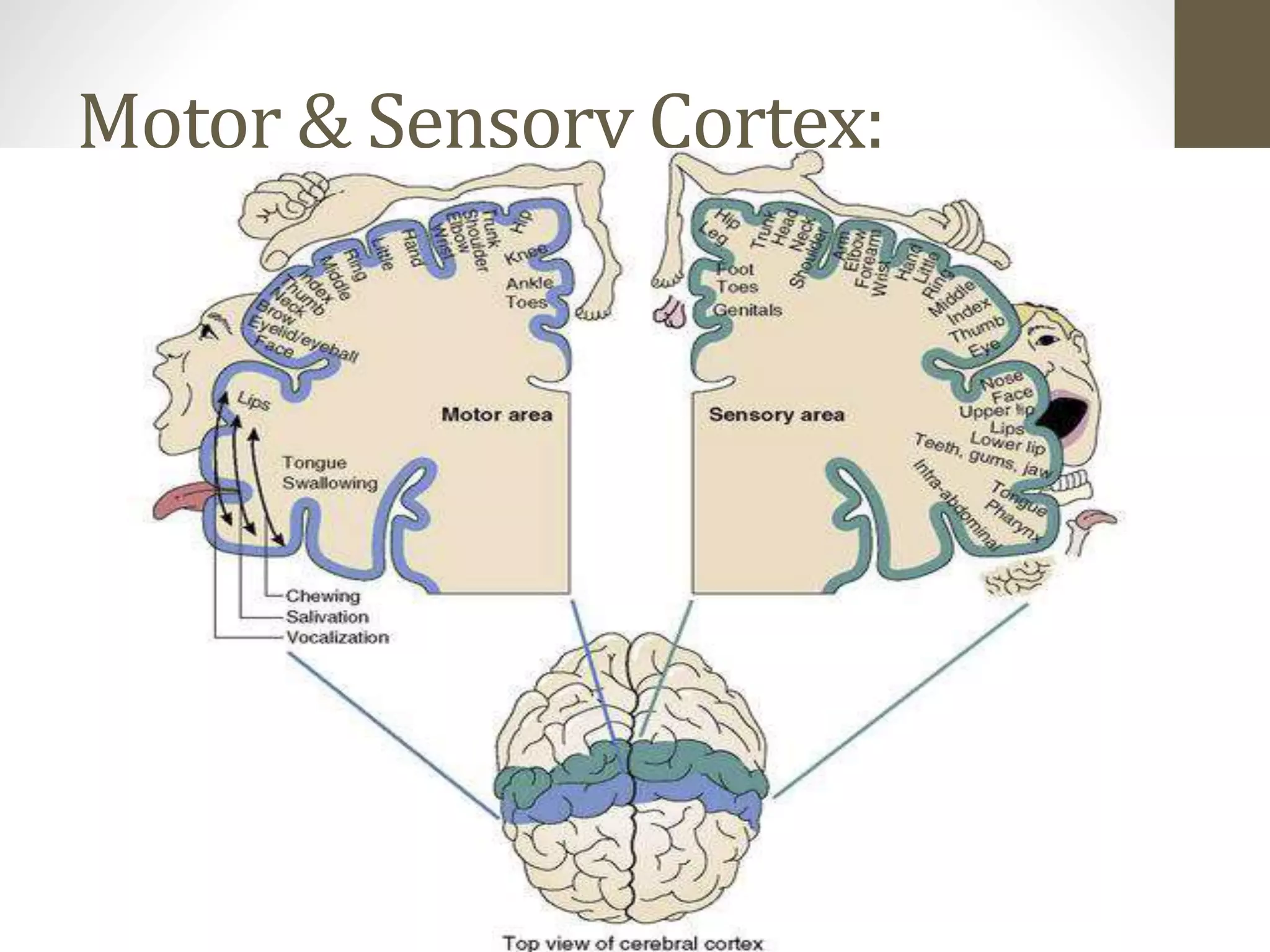 Motor & Sensory Cortex:
 
