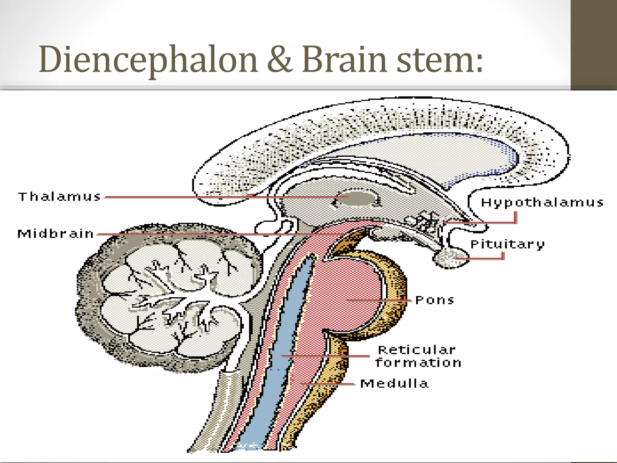 Diencephalon & Brain stem:
 