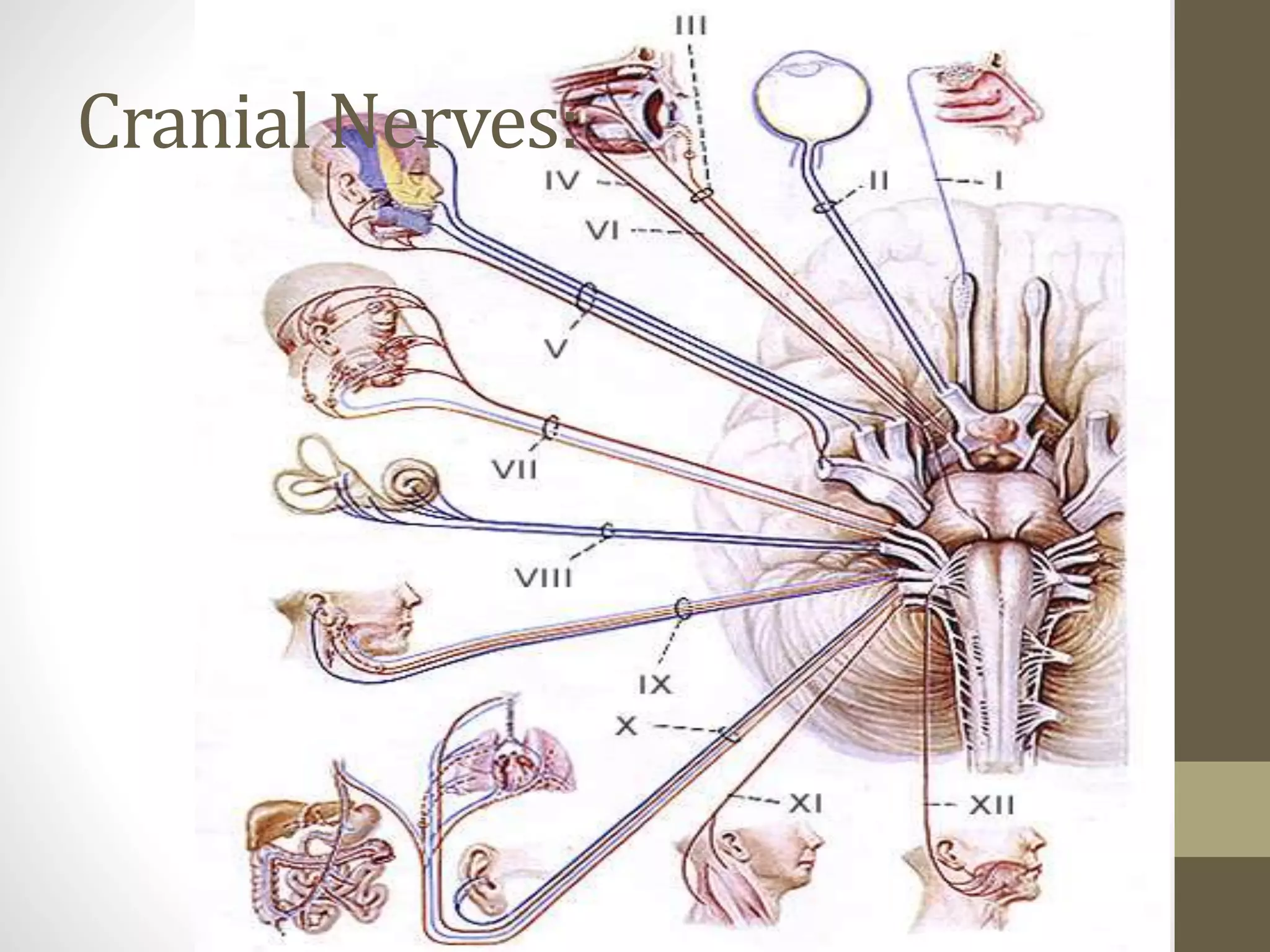 Cranial Nerves:
 