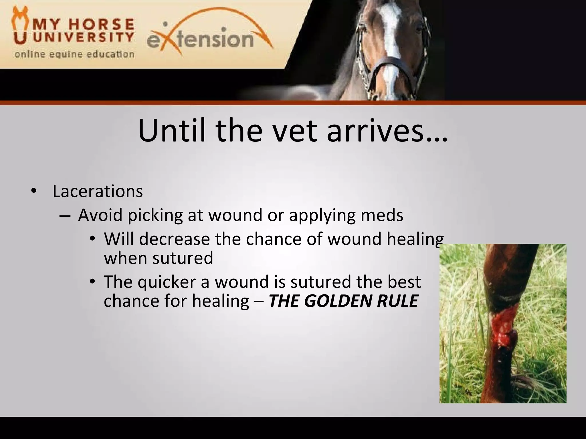 Equine Emergency First Aid (Marteniuk)