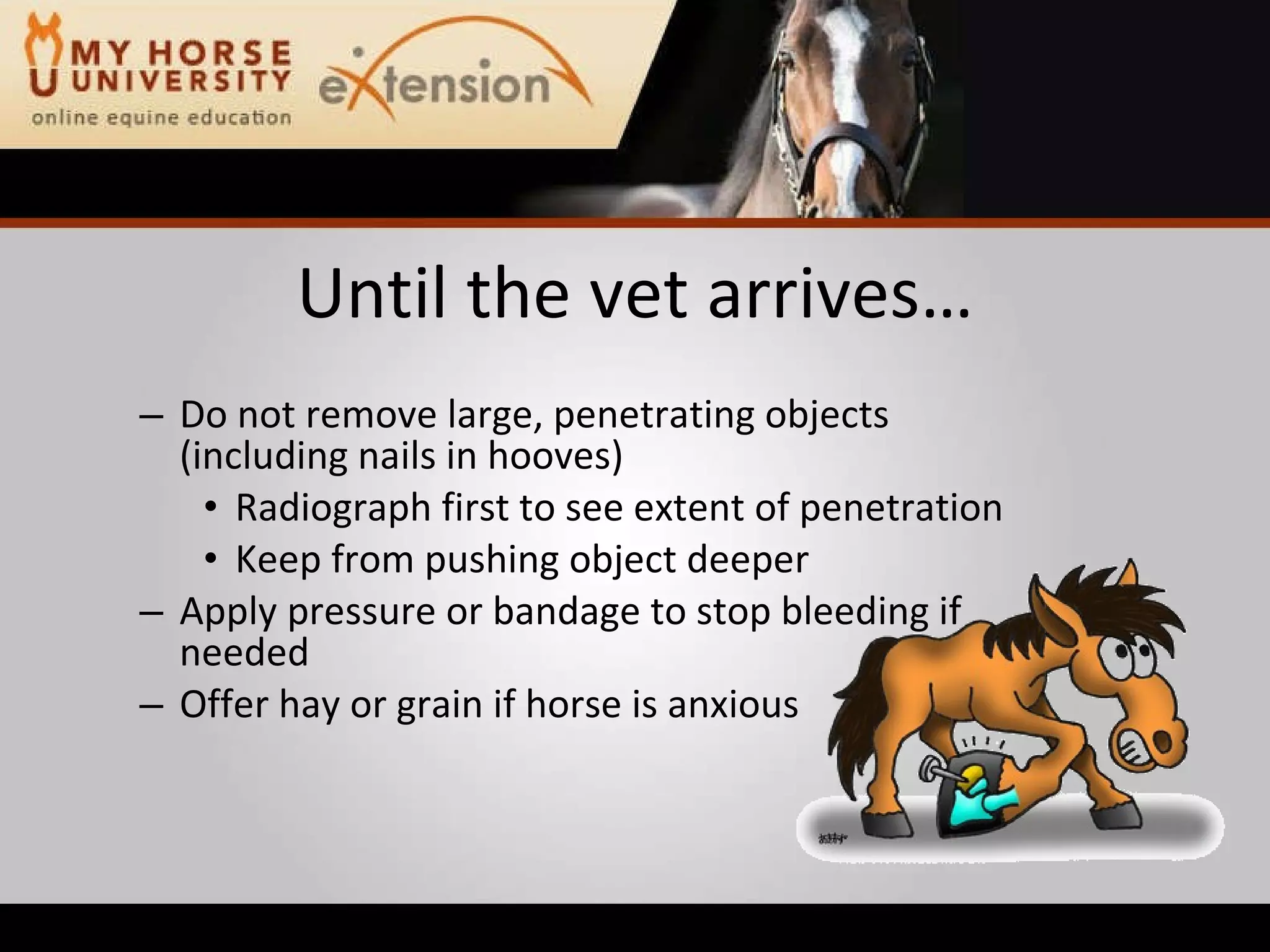 Equine Emergency First Aid (Marteniuk)