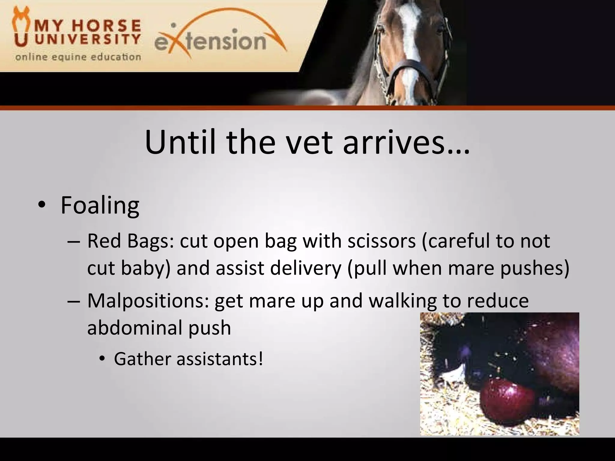 Equine Emergency First Aid (Marteniuk)