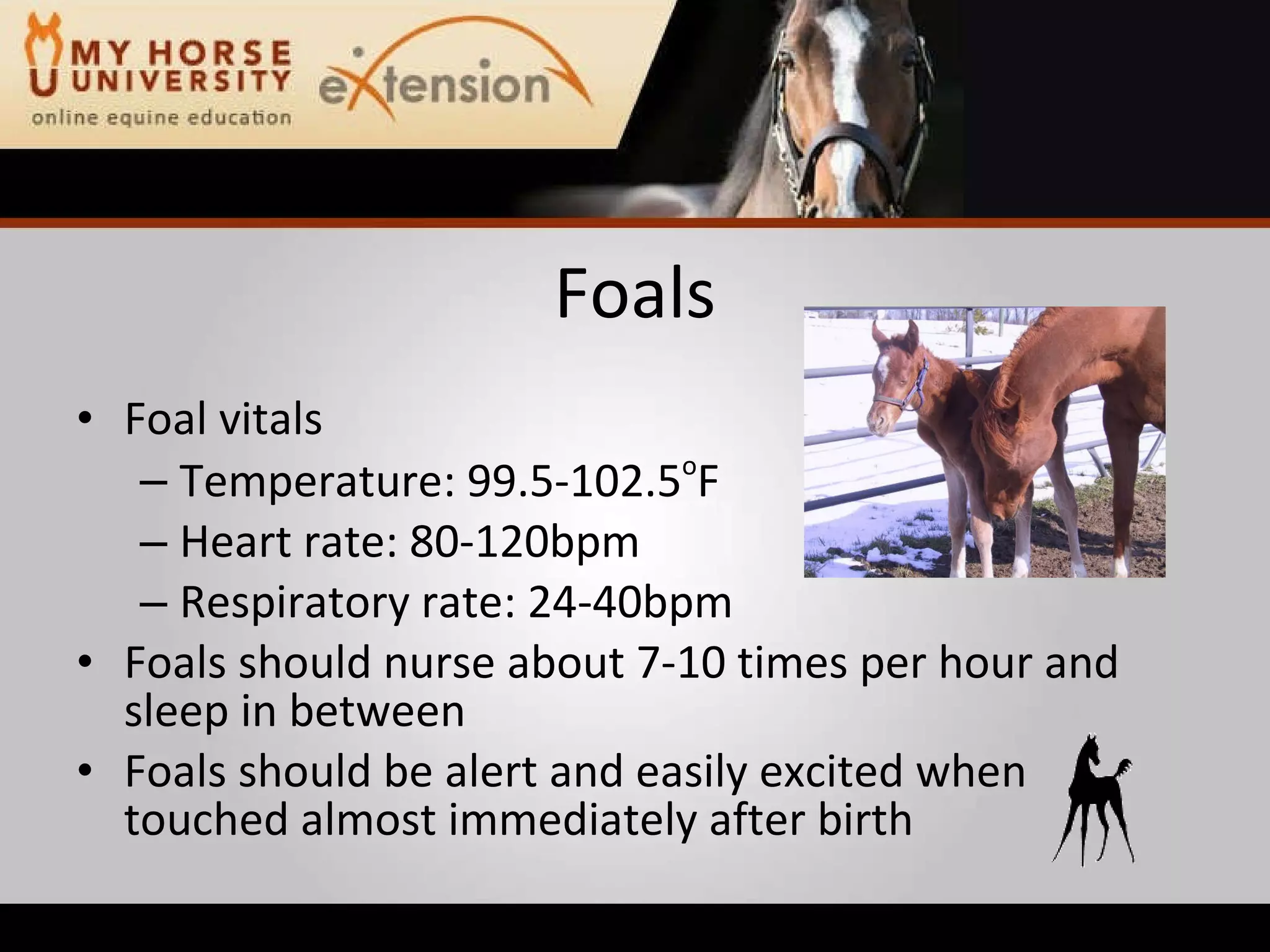 Equine Emergency First Aid (Marteniuk)