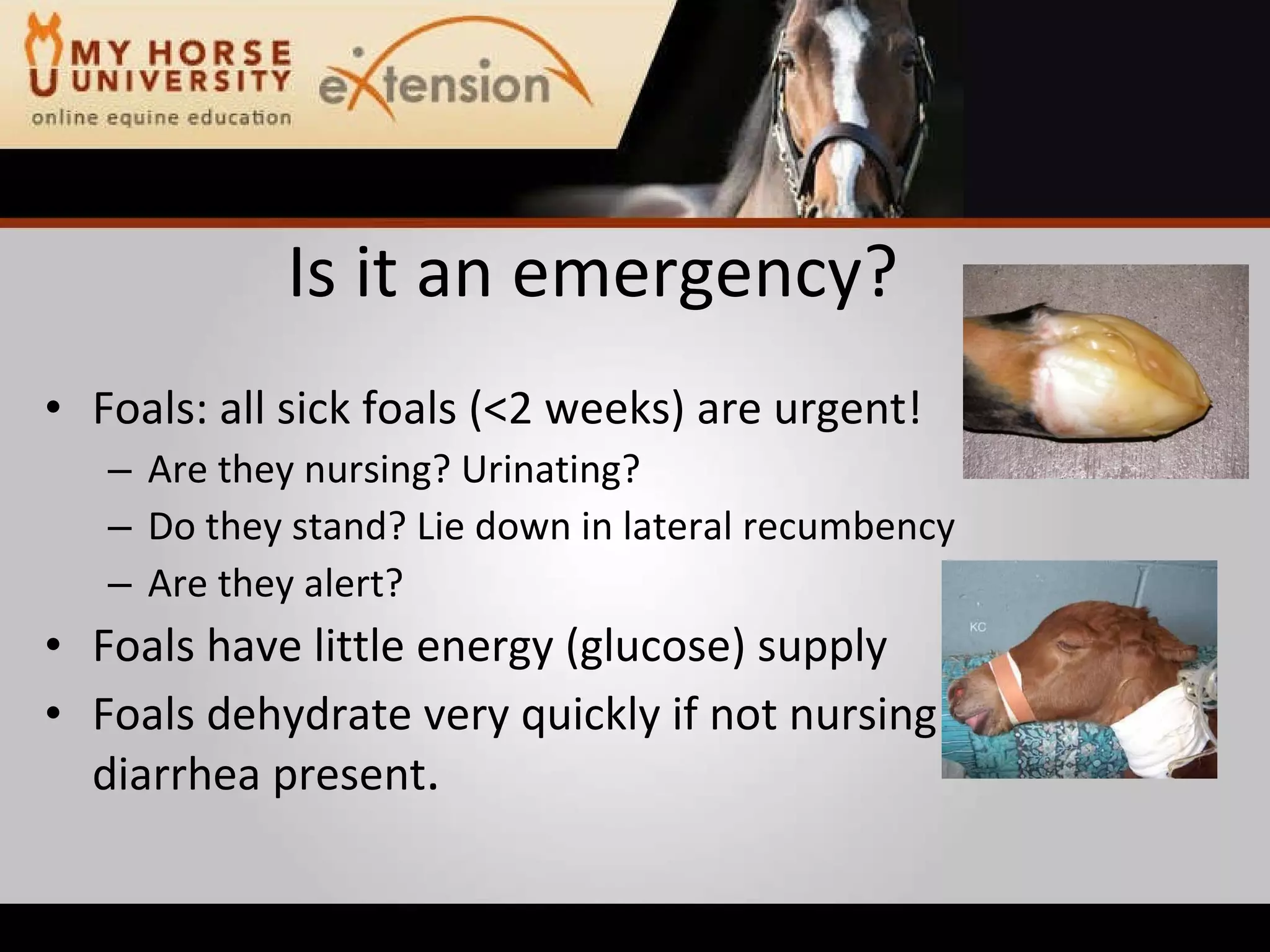 Equine Emergency First Aid (Marteniuk)