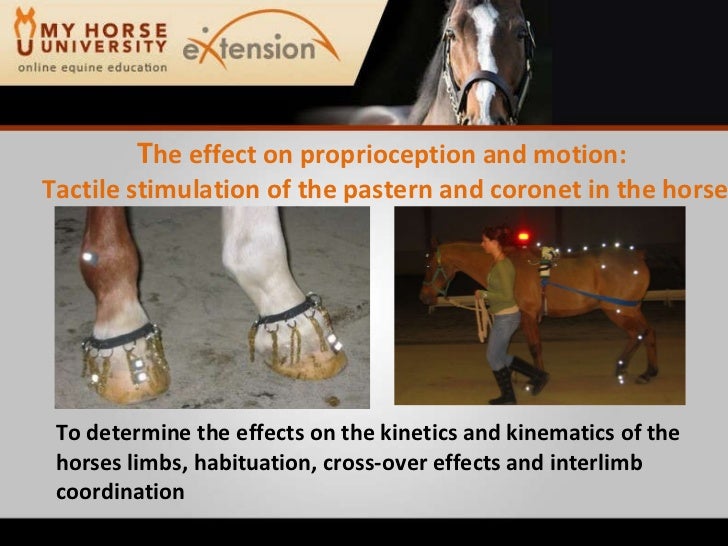 Rehabilitating the Lame Horse (Stubbs)