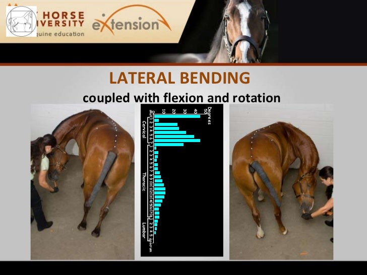 Rehabilitating the Lame Horse (Stubbs)