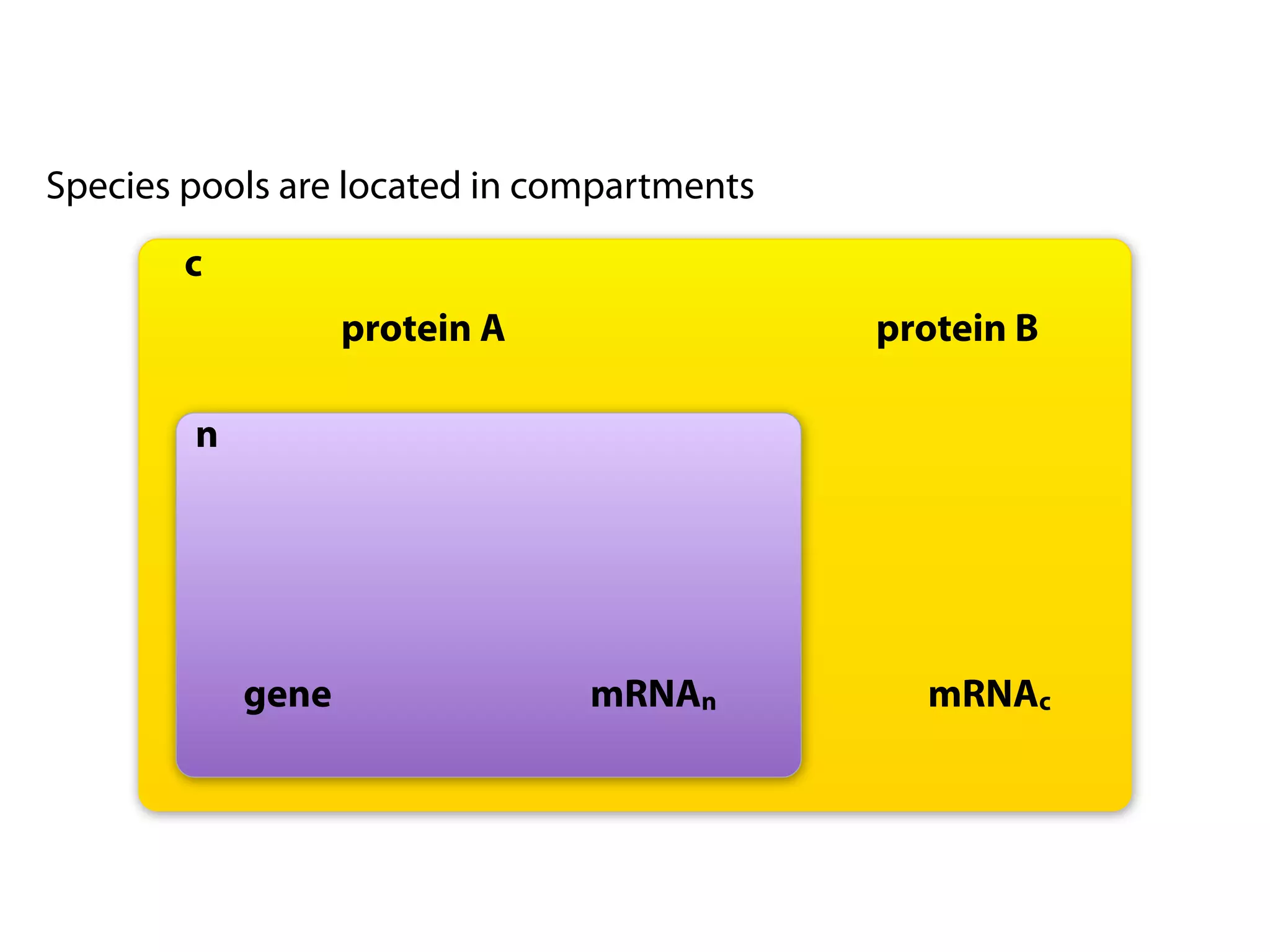 Species pools are located in compartments
        c
                   protein A                protein B

        n




            gene               mRNAn          mRNAc
 