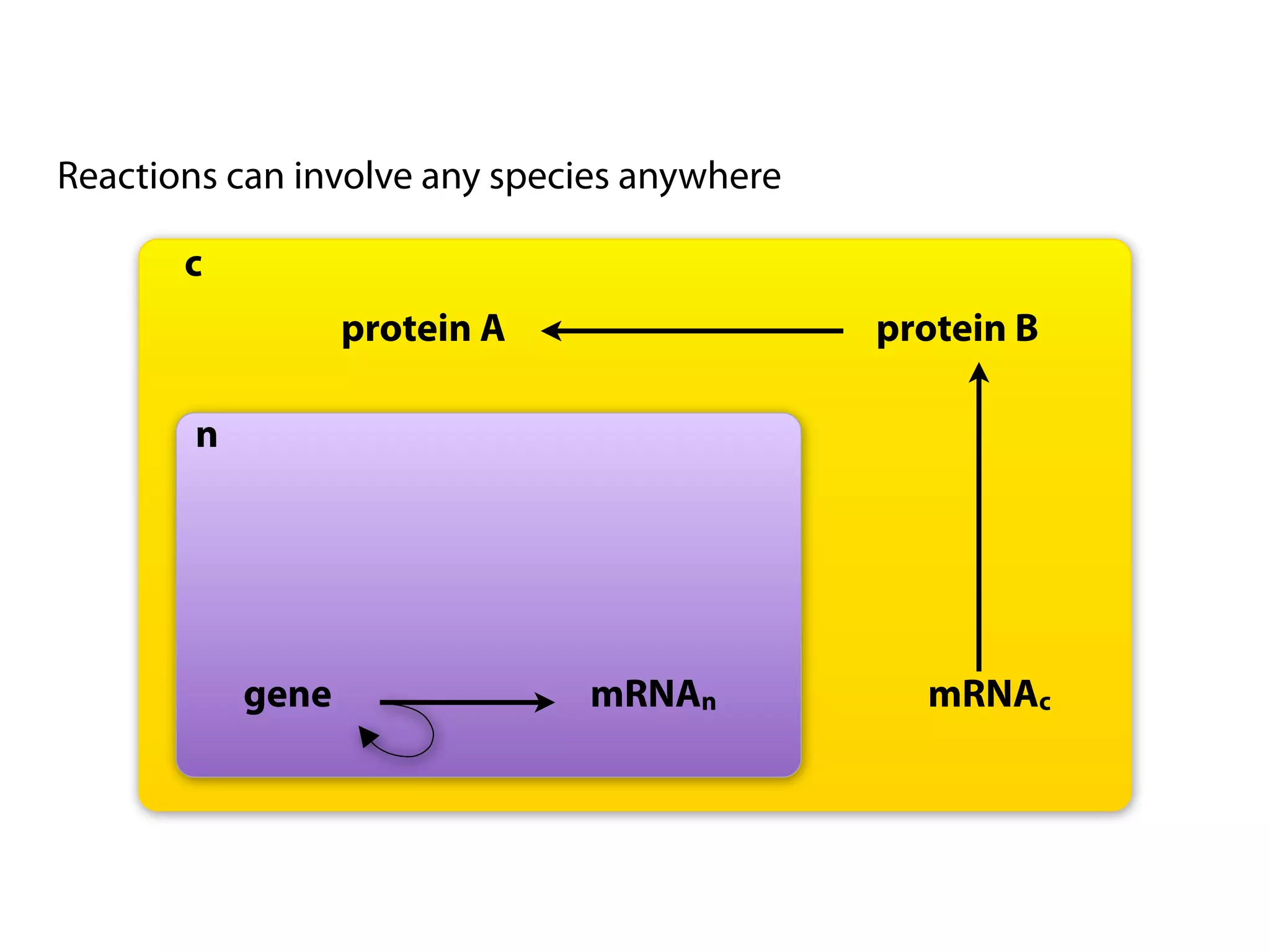 Reactions can involve any species anywhere

       c
                   protein A                 protein B

        n




            gene               mRNAn           mRNAc
 