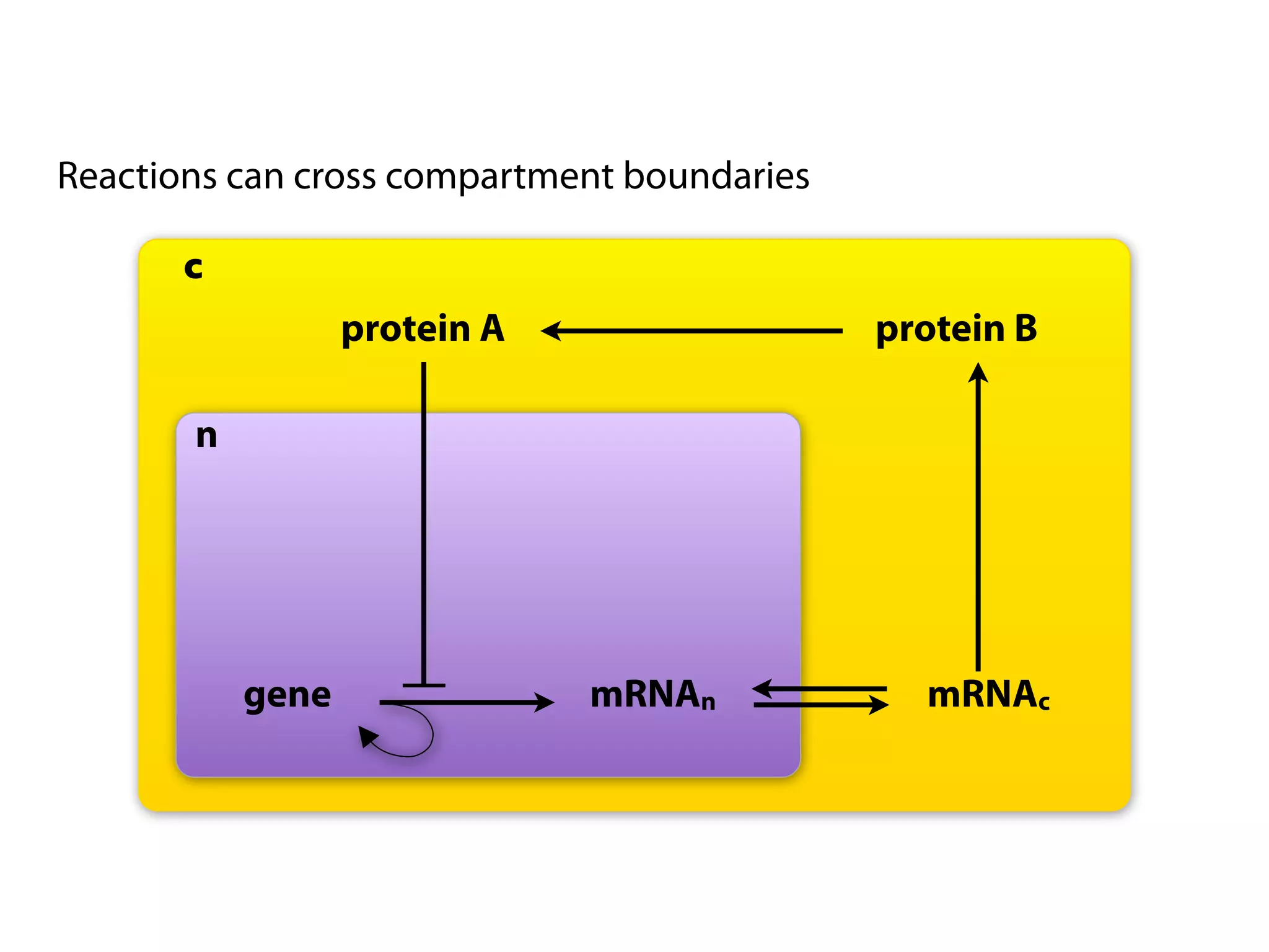 Reactions can cross compartment boundaries

       c
                  protein A                  protein B

       n




           gene               mRNAn            mRNAc
 