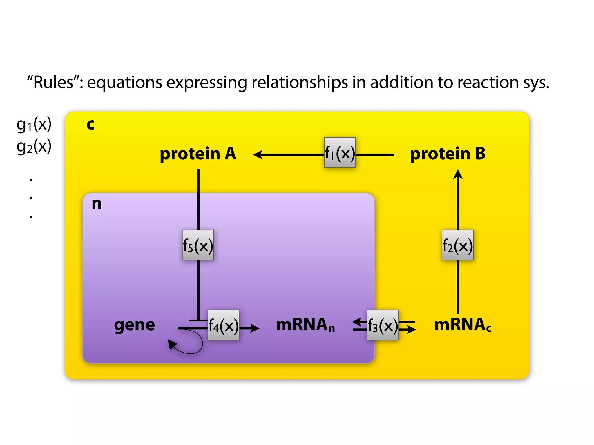 “Rules”: equations expressing relationships in addition to reaction sys.

g1(x)    c
g2(x)               protein A             f1(x)           protein B
 .
 .
 .       n

                      f5(x)                                  f2(x)



             gene         f4(x)    mRNAn          f3(x)     mRNAc
 