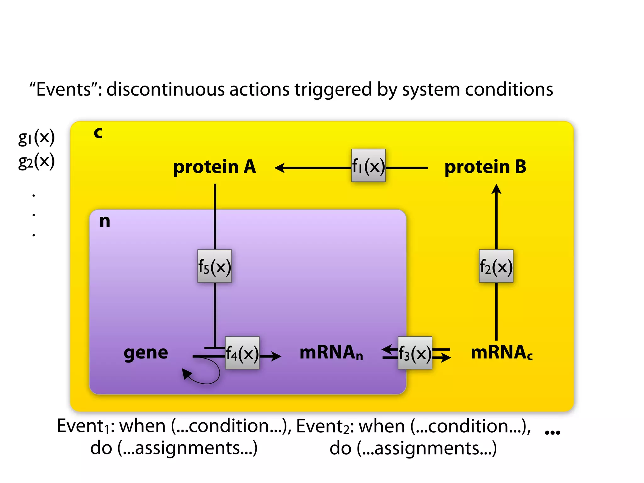 “Events”: discontinuous actions triggered by system conditions

g1(x)       c
g2(x)                   protein A              f1(x)           protein B
 .
 .
 .           n

                          f5(x)                                   f2(x)



                 gene         f4(x)     mRNAn          f3(x)     mRNAc


        Event1: when (...condition...), Event2: when (...condition...), ...
           do (...assignments...)          do (...assignments...)
 