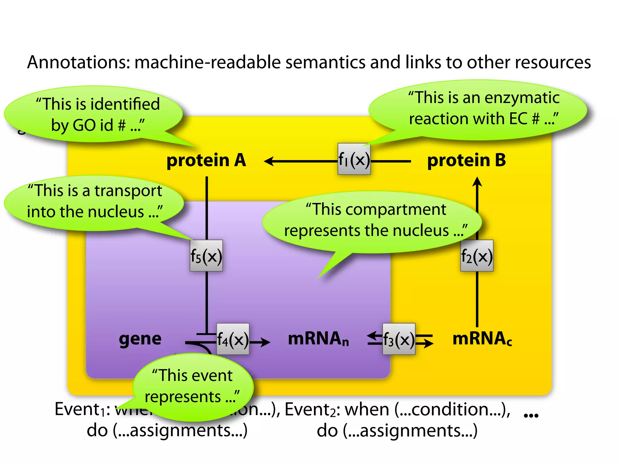 Annotations: machine-readable semantics and links to other resources

   “This is identiﬁed                                   “This is an enzymatic
            c
g1(x)by GO id # ...”                                    reaction with EC # ...”
g2(x)
  .                    protein A             f1(x)           protein B
  .
 “This is a transport
  .         n
 into the nucleus ...”                  “This compartment
                                     represents the nucleus ...”
                         f5(x)                                  f2(x)



              gene           f4(x)   mRNAn           f3(x)     mRNAc
                   “This event
                  represents ...”
     Event1: when (...condition...), Event2: when (...condition...), ...
        do (...assignments...)          do (...assignments...)
 