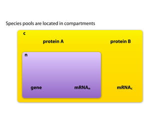 Species pools are located in compartments
        c
                   protein A                protein B

        n




 ...