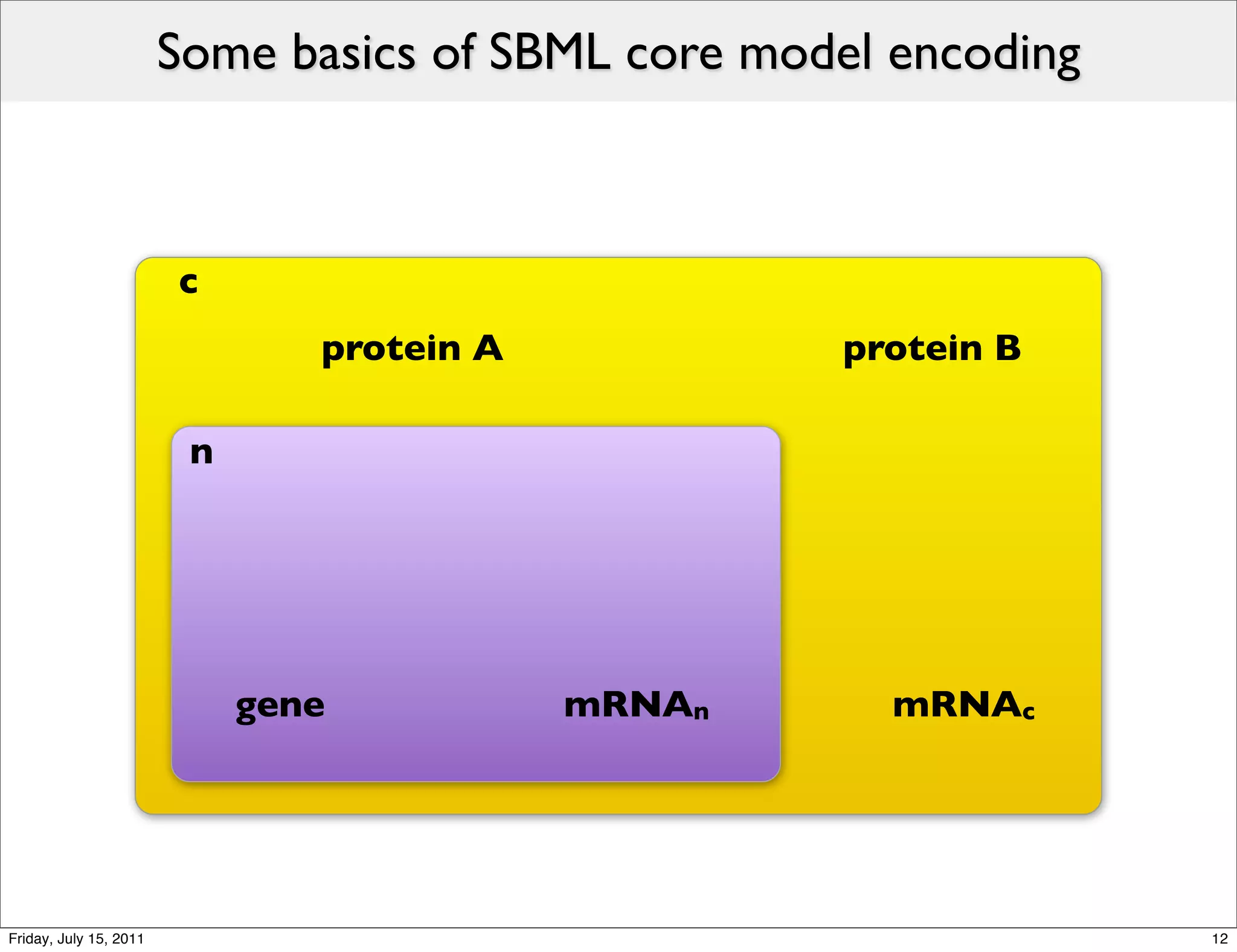 Some basics of SBML core model encoding



                        c
                                protein A           protein B

                         n




                             gene           mRNAn      mRNAc




Friday, July 15, 2011                                             12
 