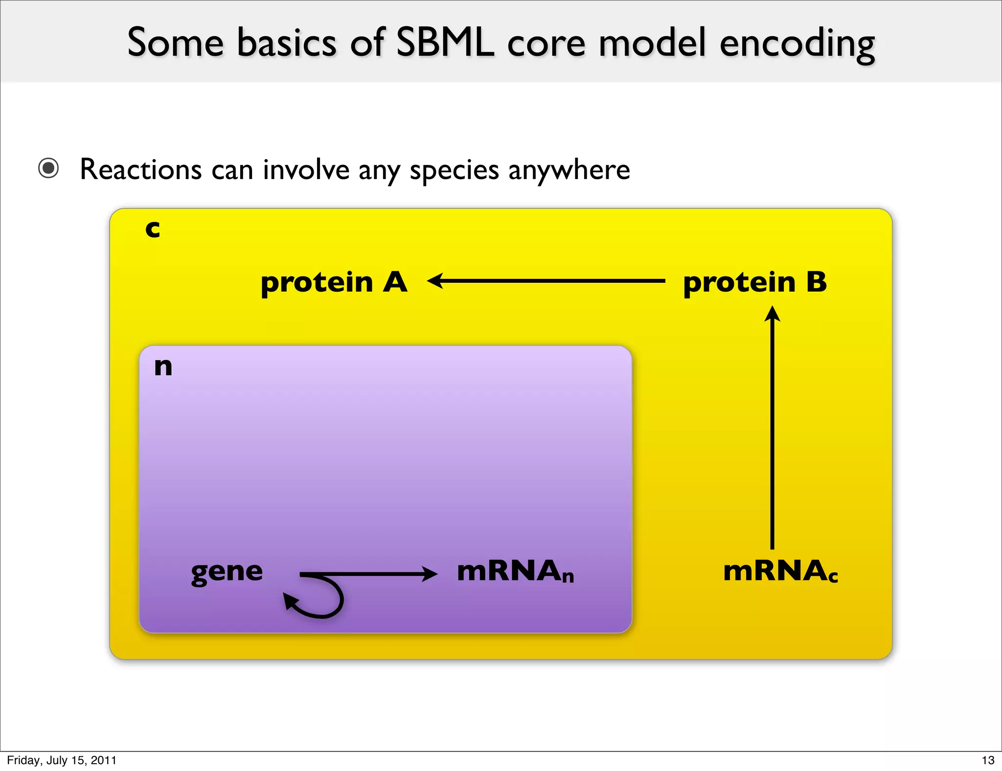 Some basics of SBML core model encoding

     ๏ Reactions can involve any species anywhere
                        c
                                protein A           protein B

                         n




                             gene           mRNAn      mRNAc




Friday, July 15, 2011                                             13
 