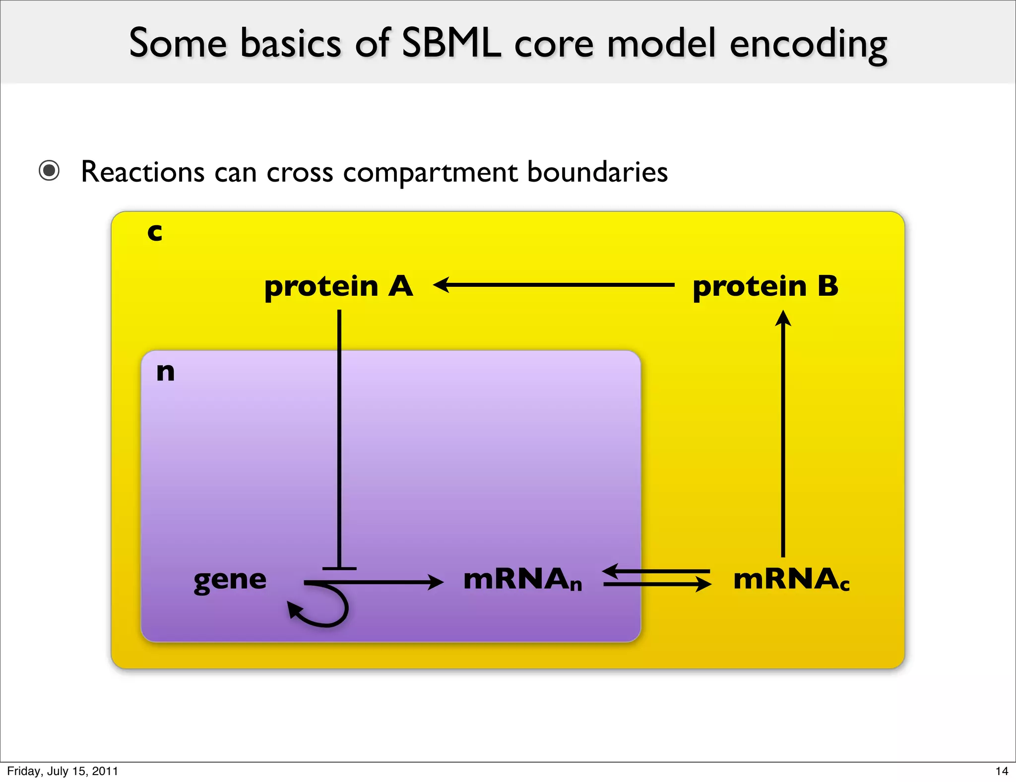 Some basics of SBML core model encoding

     ๏ Reactions can cross compartment boundaries
                        c
                                protein A           protein B

                         n




                             gene           mRNAn      mRNAc




Friday, July 15, 2011                                             14
 
