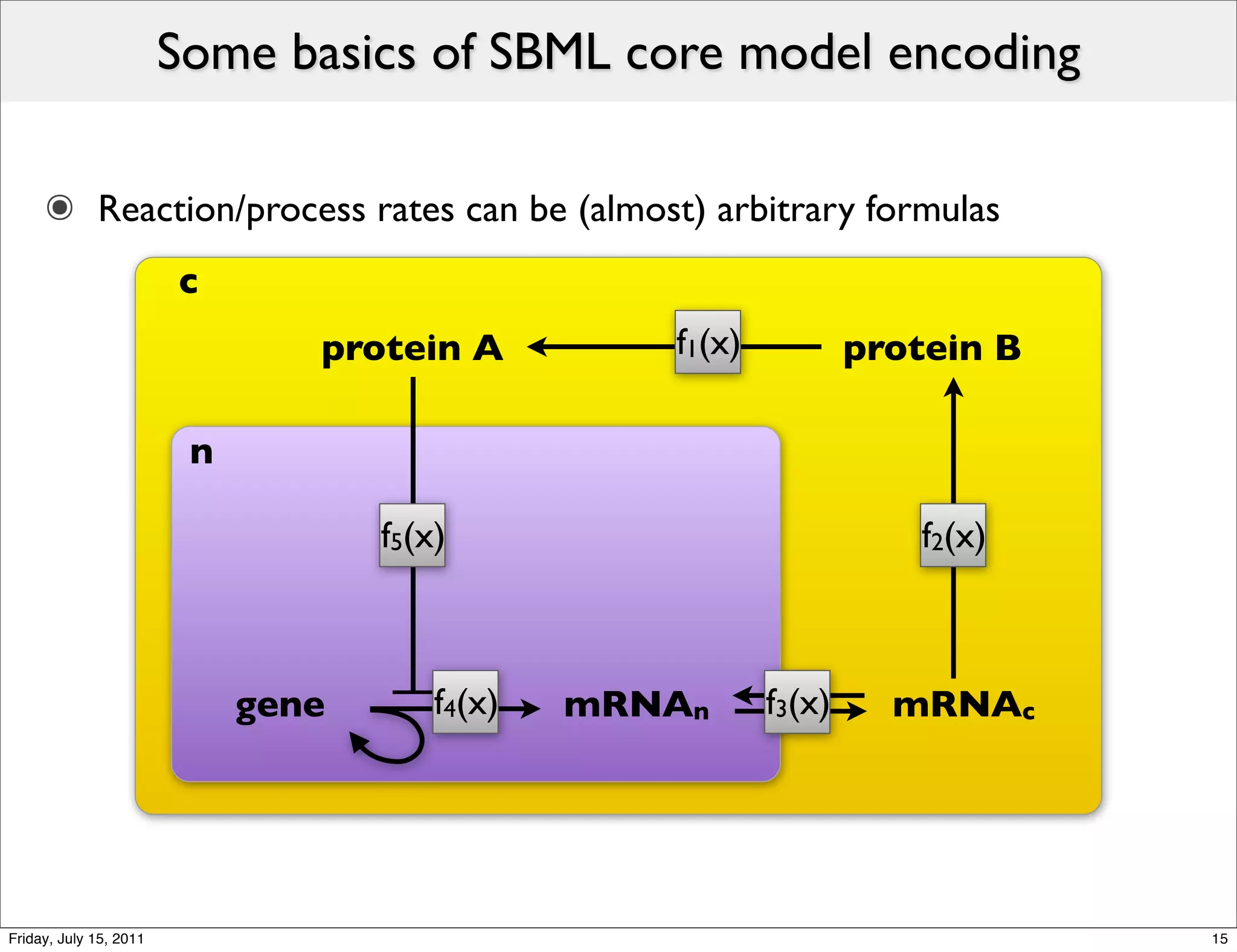 Some basics of SBML core model encoding

     ๏ Reaction/process rates can be (almost) arbitrary formulas
                        c
                                protein A          f1(x)           protein B

                         n

                                    f5(x)                             f2(x)



                             gene       f4(x)   mRNAn      f3(x)     mRNAc




Friday, July 15, 2011                                                          15
 