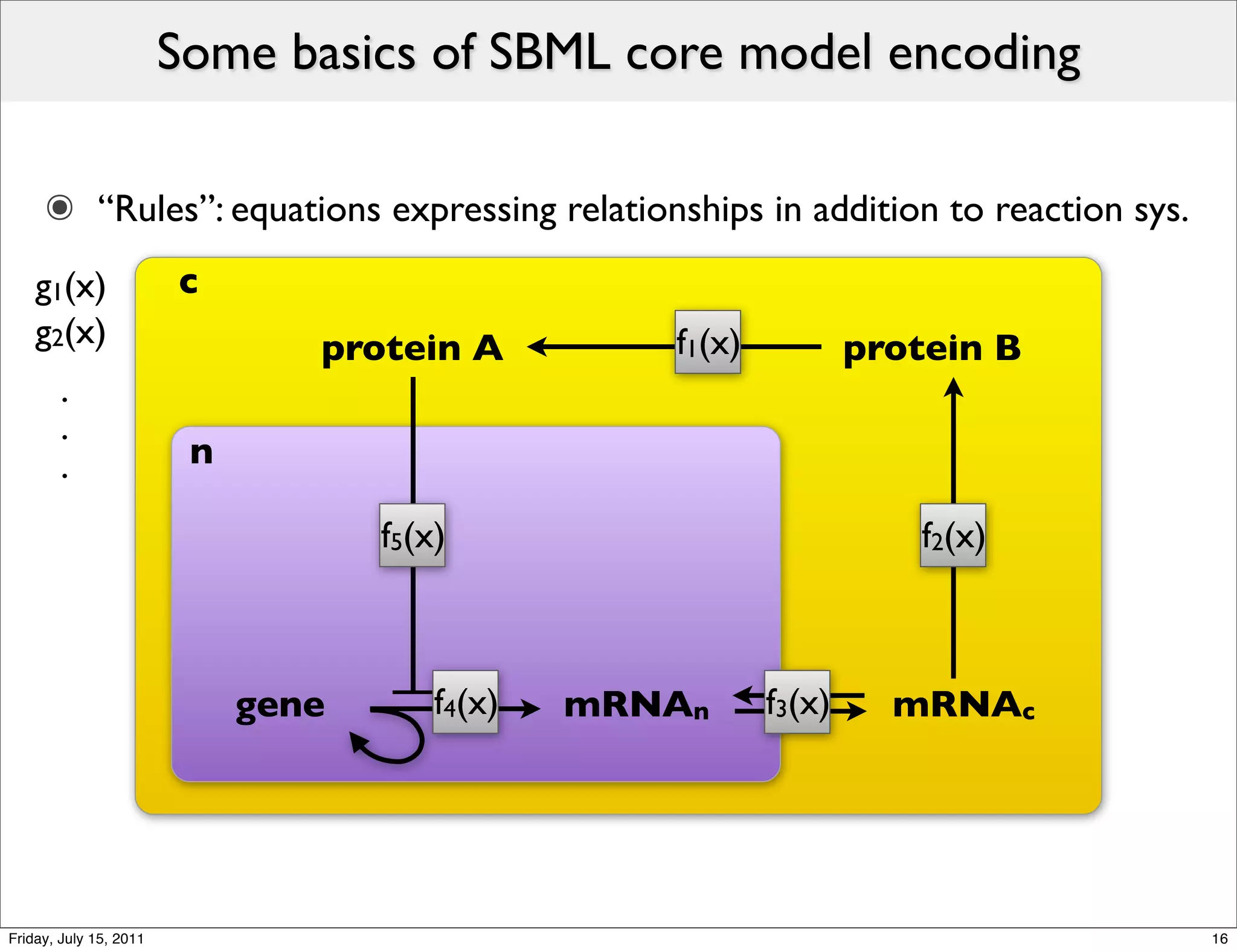 Some basics of SBML core model encoding

     ๏ “Rules”: equations expressing relationships in addition to reaction sys.
    g1(x)               c
    g2(x)                       protein A          f1(x)           protein B
        .
        .
        .                n

                                    f5(x)                             f2(x)



                             gene       f4(x)   mRNAn      f3(x)     mRNAc




Friday, July 15, 2011                                                             16
 