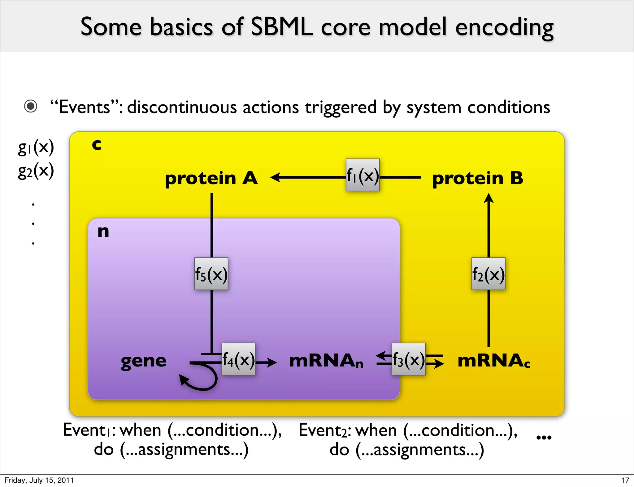 Some basics of SBML core model encoding

     ๏ “Events”: discontinuous actions triggered by system conditions
    g1(x)               c
    g2(x)                       protein A              f1(x)           protein B
        .
        .
        .                n

                                    f5(x)                                 f2(x)



                             gene       f4(x)   mRNAn          f3(x)     mRNAc


                 Event1: when (...condition...), Event2: when (...condition...), ...
                    do (...assignments...)          do (...assignments...)
Friday, July 15, 2011                                                                  17
 