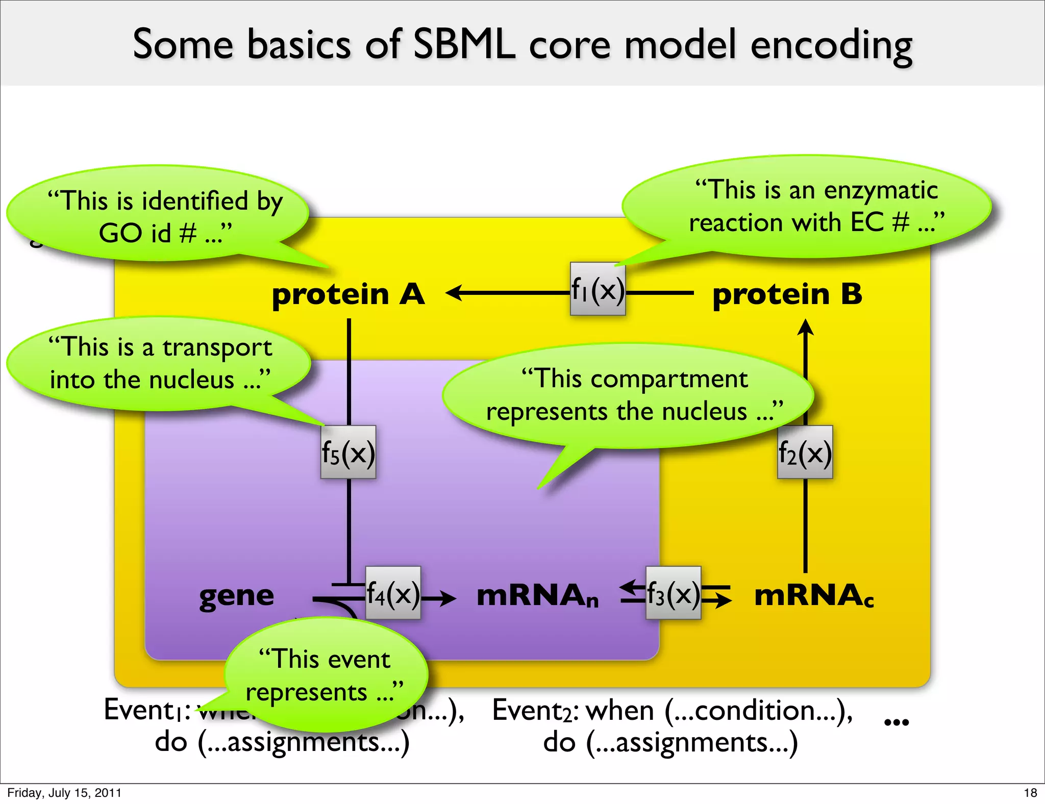 Some basics of SBML core model encoding


     “This is identiﬁed by                                         “This is an enzymatic
               c
    g1(x) GO id # ...”                                            reaction with EC # ...”
    g2(x)
      .                     protein A                  f1(x)           protein B
      .
     “This is a transport
      .         n
      into the nucleus ...”                        “This compartment
                                                represents the nucleus ...”
                                    f5(x)                                 f2(x)



                           gene         f4(x)   mRNAn          f3(x)     mRNAc
                              “This event
                             represents ...”
                 Event1: when (...condition...), Event2: when (...condition...), ...
                    do (...assignments...)          do (...assignments...)
Friday, July 15, 2011                                                                       18
 