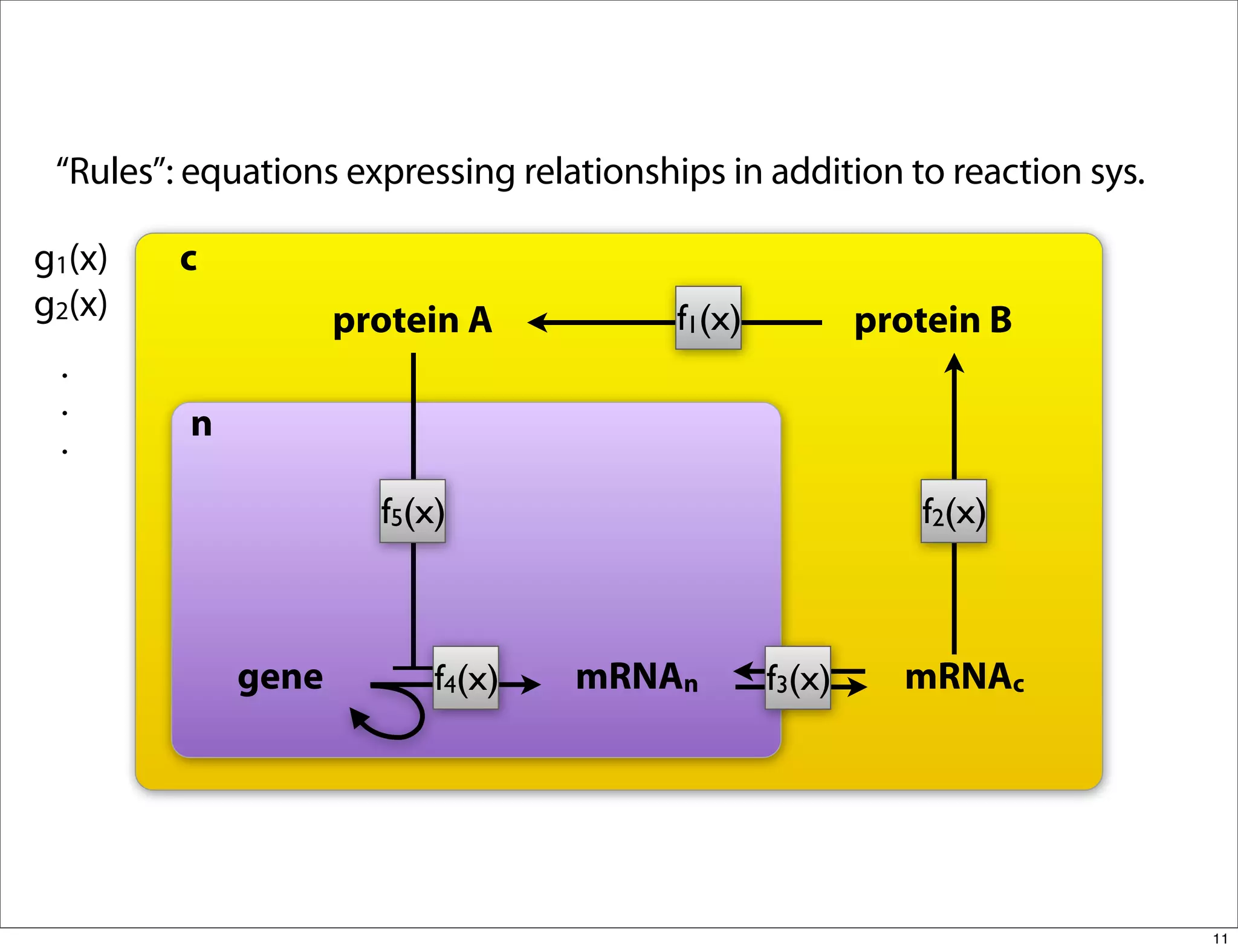 “Rules”: equations expressing relationships in addition to reaction sys.

g1(x)    c
g2(x)               protein A             f1(x)           protein B
 .
 .
 .       n

                      f5(x)                                  f2(x)



             gene         f4(x)    mRNAn          f3(x)     mRNAc




                                                                            11
 