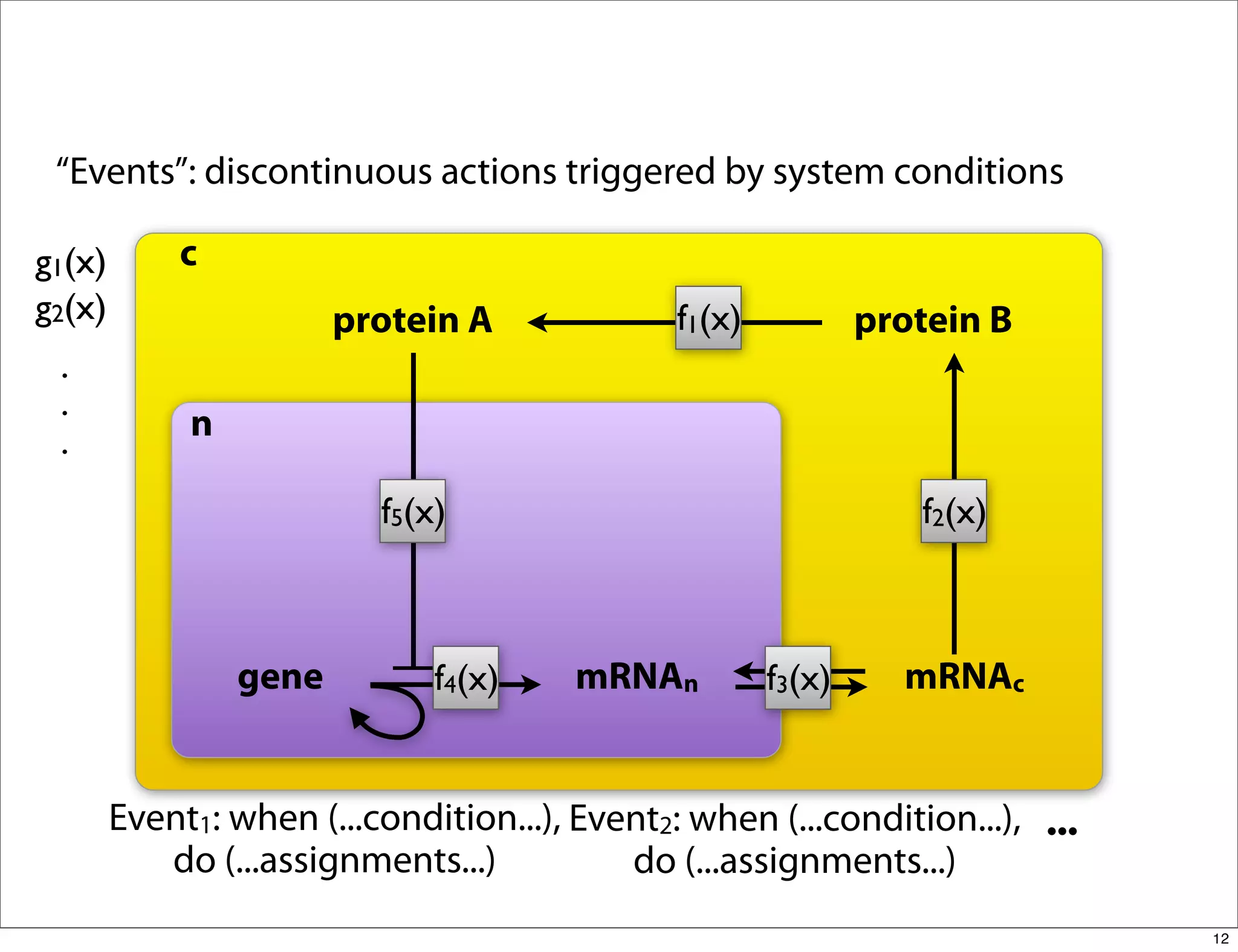 “Events”: discontinuous actions triggered by system conditions

g1(x)       c
g2(x)                   protein A              f1(x)           protein B
 .
 .
 .           n

                          f5(x)                                   f2(x)



                 gene         f4(x)     mRNAn          f3(x)     mRNAc


        Event1: when (...condition...), Event2: when (...condition...), ...
           do (...assignments...)          do (...assignments...)
                                                                              12
 