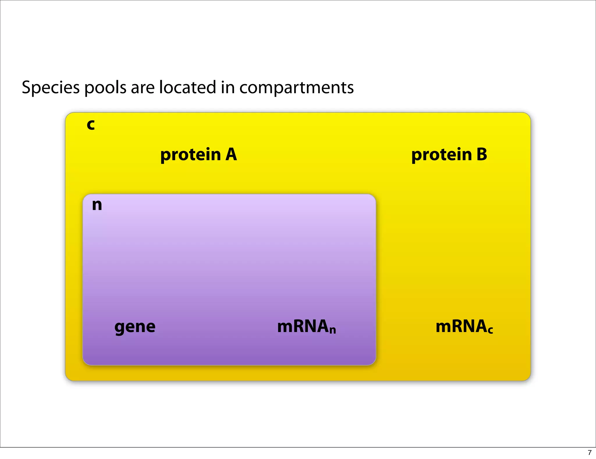 Species pools are located in compartments
        c
                   protein A                protein B

        n




            gene               mRNAn          mRNAc




                                                        7
 