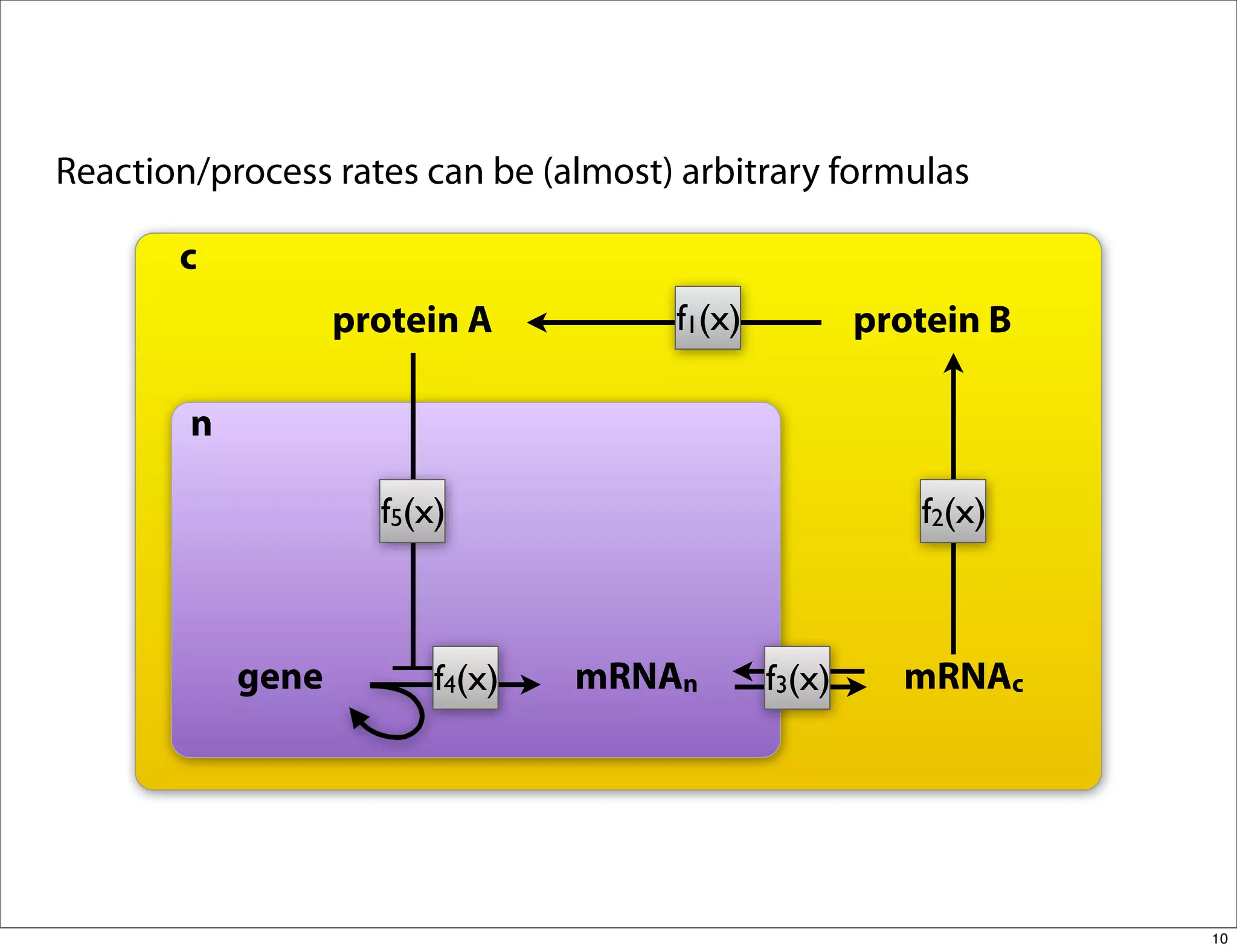 Reaction/process rates can be (almost) arbitrary formulas

       c
                   protein A          f1(x)           protein B

        n

                     f5(x)                               f2(x)



            gene         f4(x)   mRNAn        f3(x)     mRNAc




                                                                  10
 