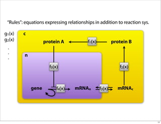 “Rules”: equations expressing relationships in addition to reaction sys.

g1(x)    c
g2(x)               protein A             f1(x)           protein B
 .
 .
 .       n

                      f5(x)                                  f2(x)



             gene         f4(x)    mRNAn          f3(x)     mRNAc




                                                                            11
 