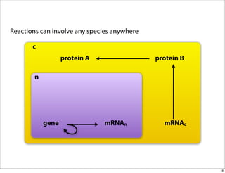 Reactions can involve any species anywhere

       c
                   protein A                 protein B

        n




            gene               mRNAn           mRNAc




                                                         8
 